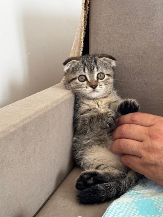 Отдам котенка Пух