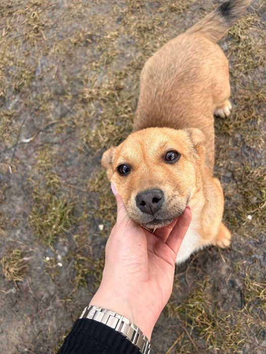 Donez căței pichinezi