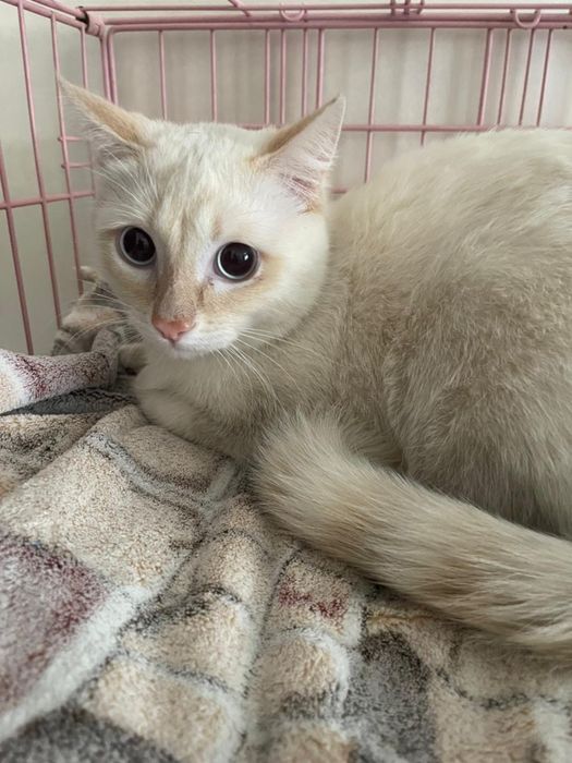 Отдам котика в добрые руки