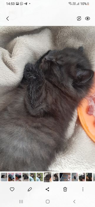 .отдам замечательного котенка в добрые руки. Мальчик.