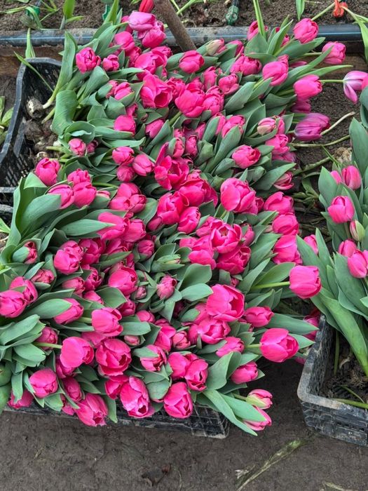 тюльпаны гул қызғалдақ роза