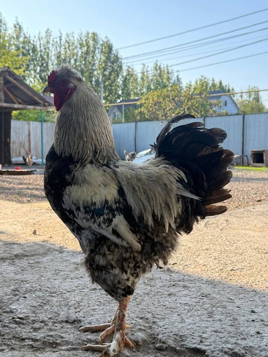 Петух хохлатый молодой