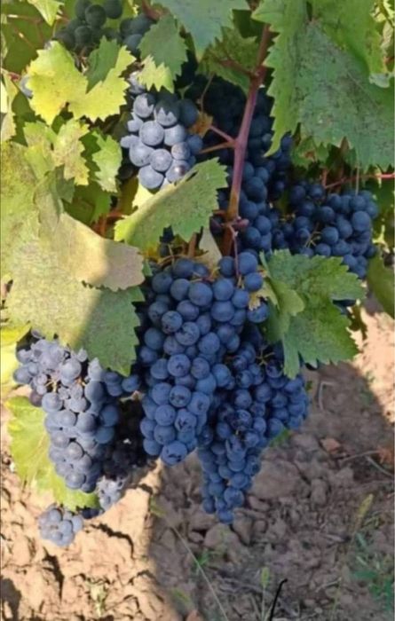 Struguri pentru vin posibilitate livrare