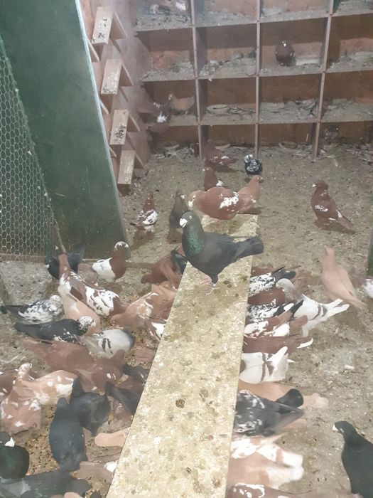 Porumbei voiajori germani