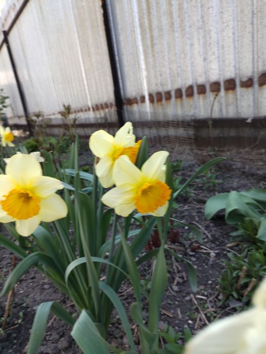 Сирень дерево (5лет)