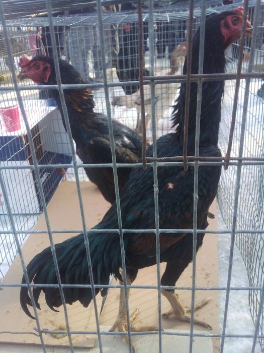 ganoy kareya jujalari sotuda