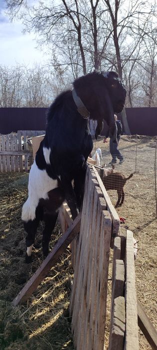 БиталоКамориНуб козел