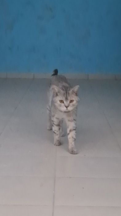 Ищем дом для кота