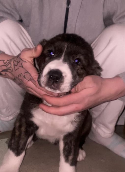 Алабайка в добрые руки