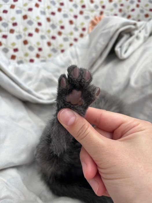 Котенок в добрые руки
