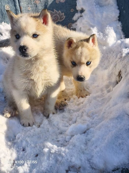 Очаровательные щенки сибирской хаски.
