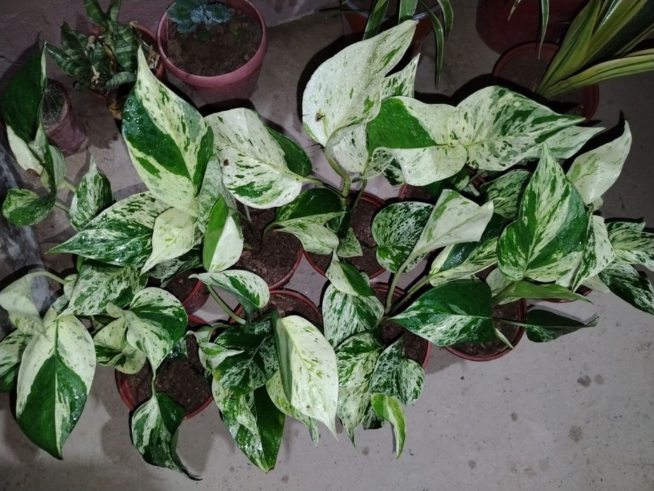 Сцендаптус-Эпипремнум, Сортовые