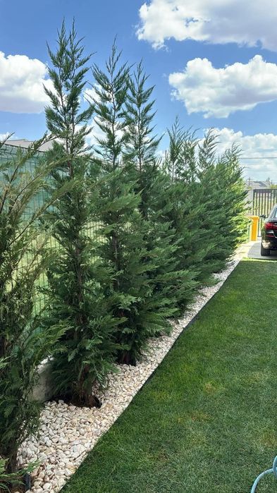 Vindem tuia leylandii 
*avem toate dimensiunile.
*preturile variază în