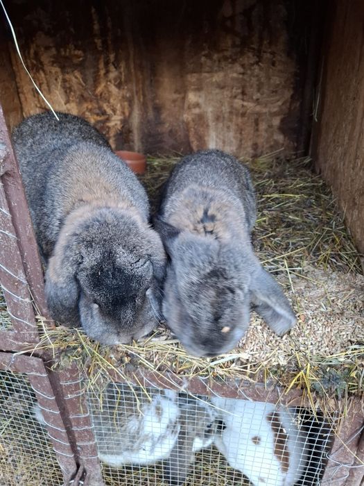 Vand iepuri berbec  german