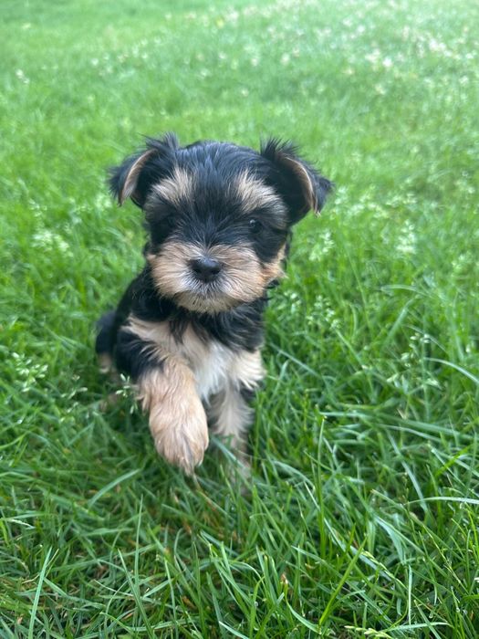 Yorkshire terrier