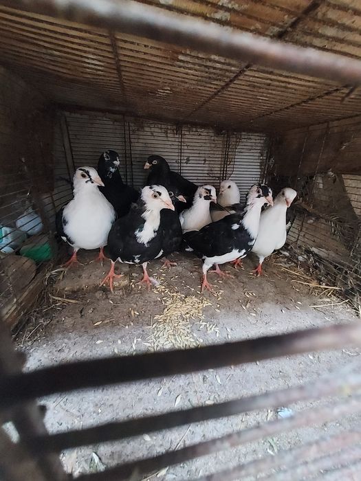 Porumbei Jucători De Galați