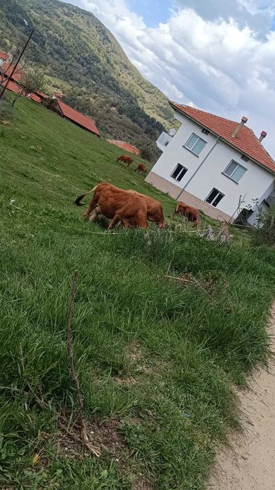 Продавам овце и крави