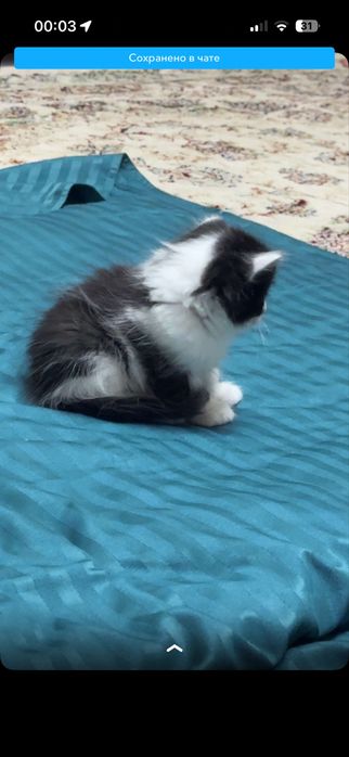 Котята, 4 девочки
