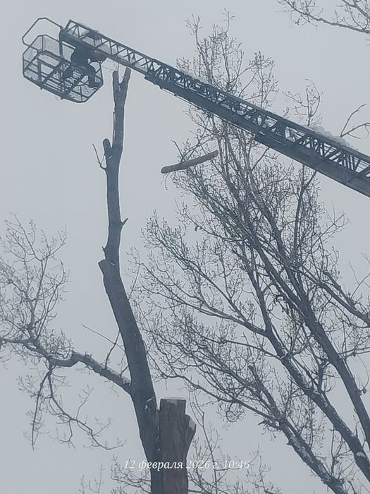 Спил деревьев обрезка плодовых деревьев