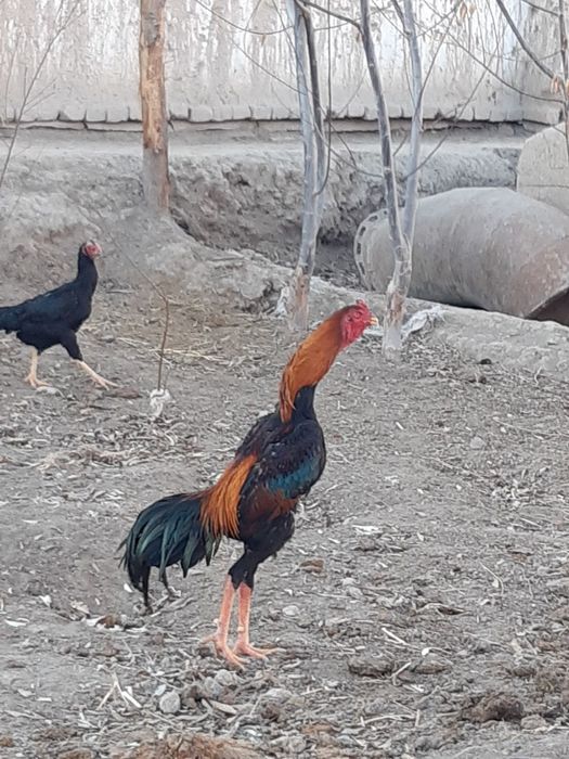 Shamo tulakla sotladi toza qon