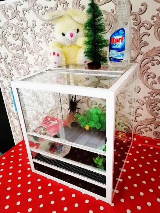 Птицеед Lisiodora Parahibana.