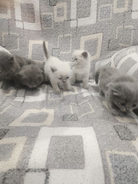 Котята скотиш страйт