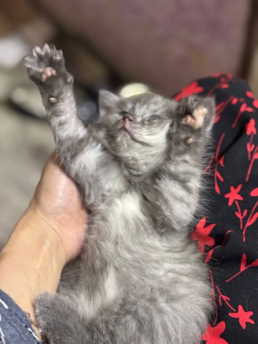 Продаю котят скотишь фолд и страйт
