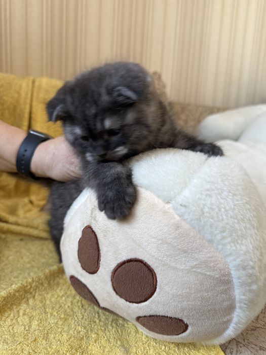 Котёнок шотландец