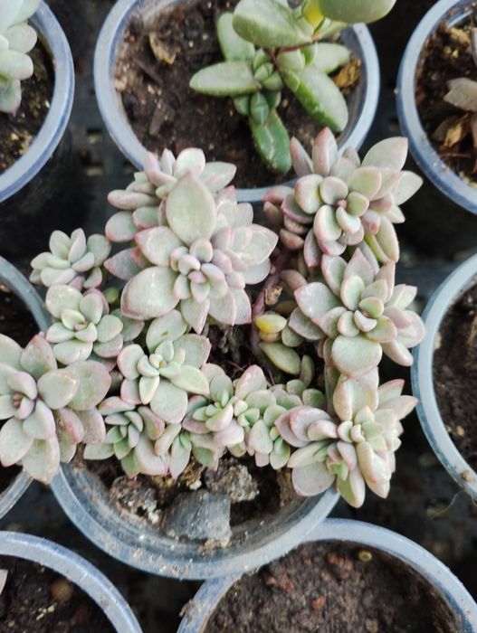 . Кактусы и суккуленты