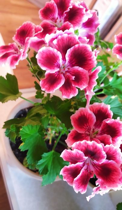 Пеларгония королевская сортовая