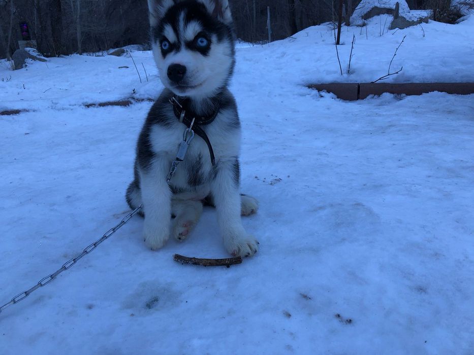Хаски девочка 3 месяца