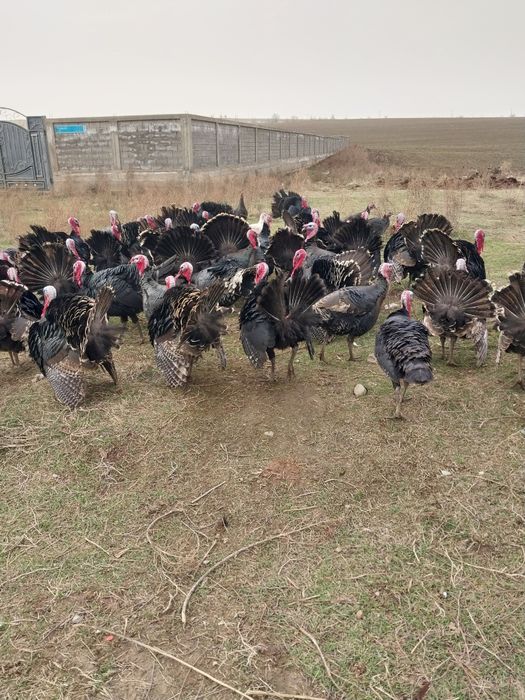 Күрке тауық сатылады