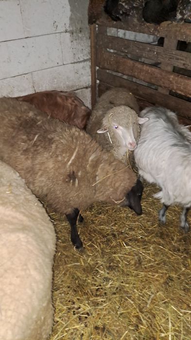 Schimb  carlane cu vițel sau capre bune
