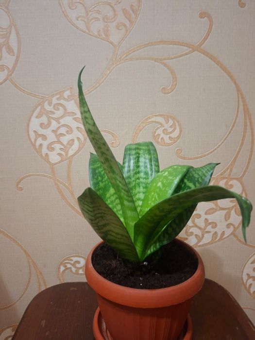 Сансивиерия (Sansevieria)