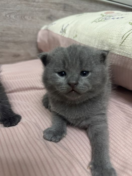 Шотлатский вислоухий кот