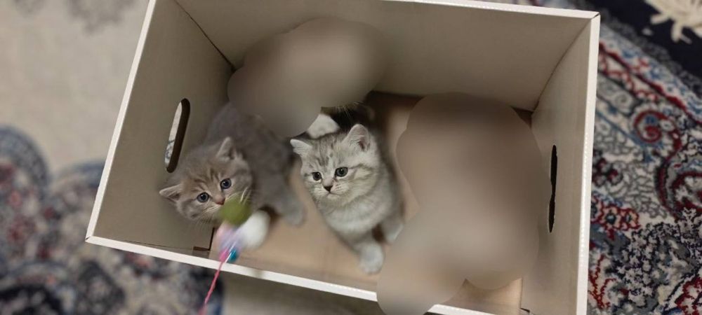 Продам котят Скоттиш страйт чистокровная