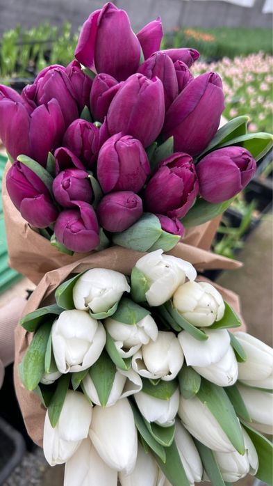 Тюльпаны по выгодным ценам