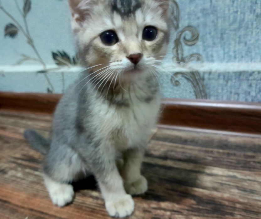 Serebry shinshilla 2,5 oylik