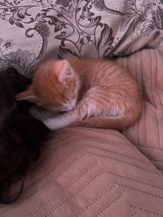 Отдам котенка мальчик в хорошие руки