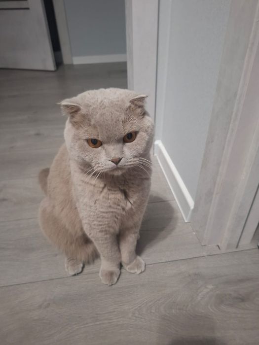 Отдам Британца в хорошие руки