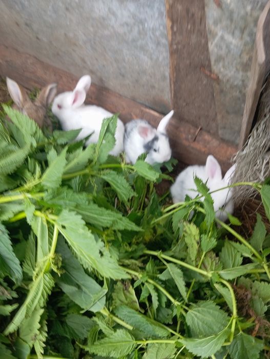 Продаю французский бараны