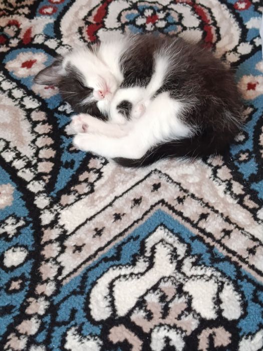 Mushuk va mushukbola