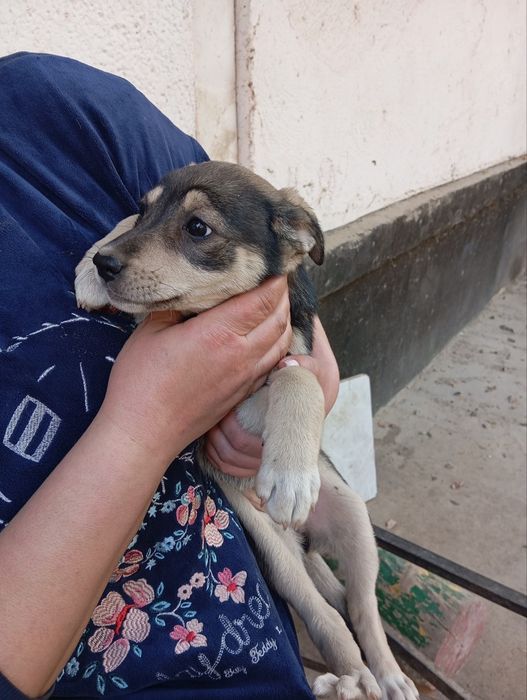 Щенята милые,красивые