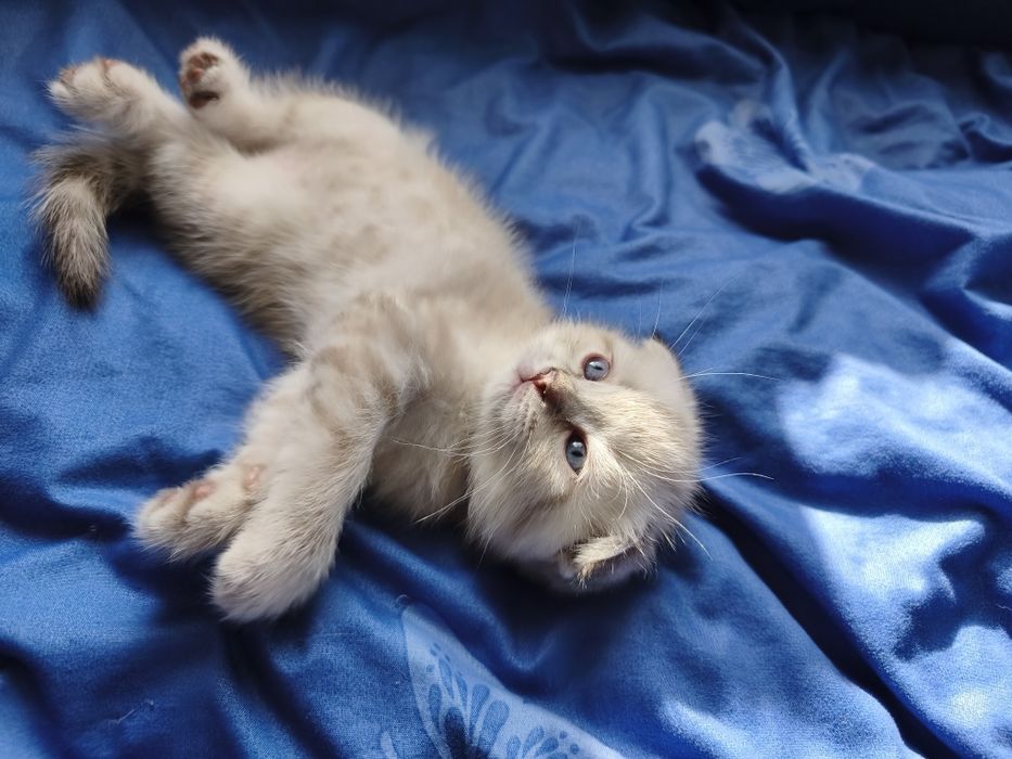 Котята Шотландцы