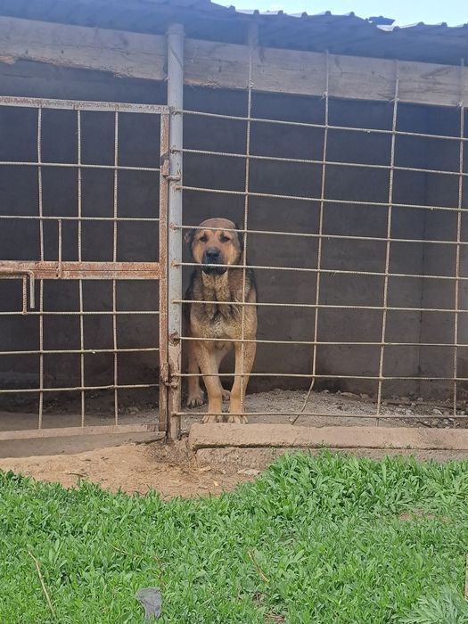 Алабай еркек сатылады