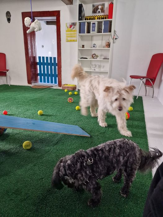 Cazare / Pensiune câini si animale de companie.