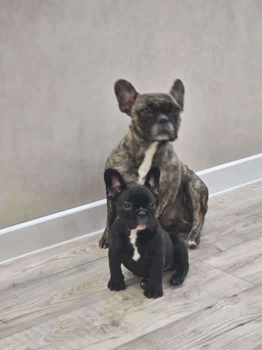 Французский бульдог