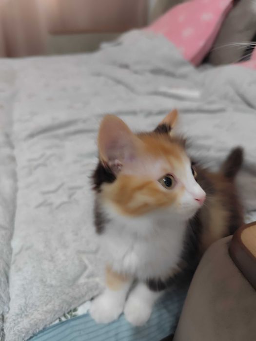 Отдам котят бесплатно