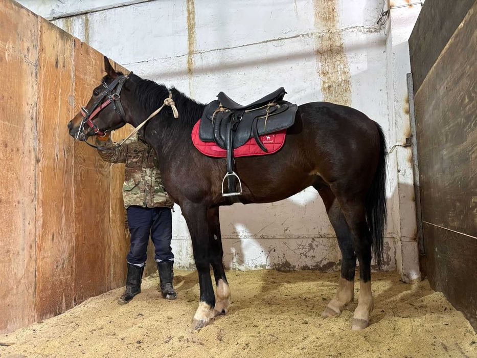 Продается лошадь Англо Араб