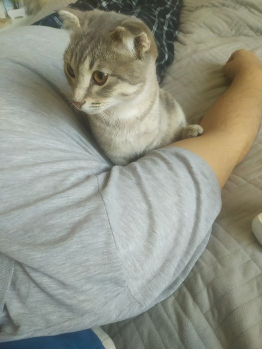 Отдам даром кота , 6 мес